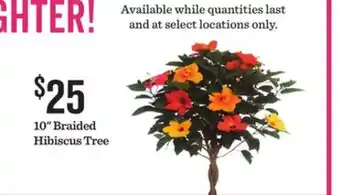 Mariano's 10 Braided Hibiscus Tree offer
