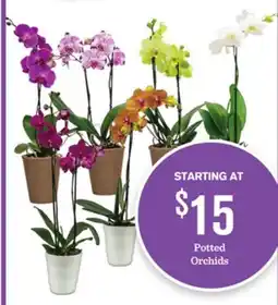 Mariano's Potted Orchids offer