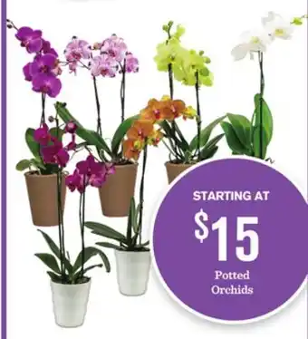 Mariano's Potted Orchids offer