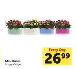 Safeway Mini Roses offer