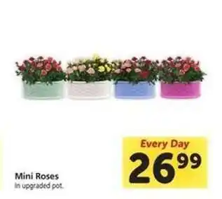 Safeway Mini Roses offer