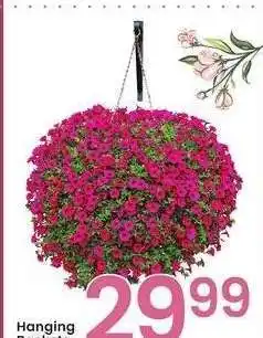Albertsons Hanging Baskets offer