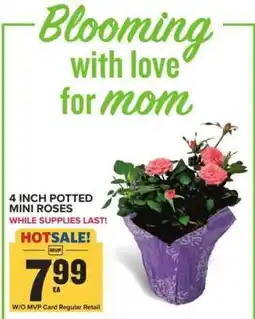 Food Lion 4 Inch Potted Mini Roses offer