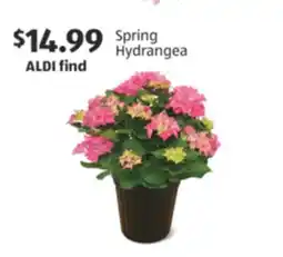 Aldi Spring Hydrangea offer