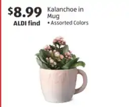 Aldi Kalanchoe in Mug offer
