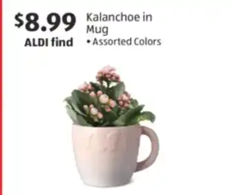 Aldi Kalanchoe in Mug offer