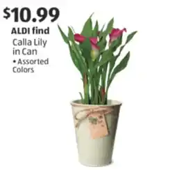 Aldi Calla Lily in Can offer