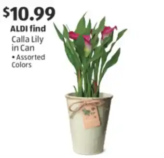 Aldi Calla Lily in Can offer