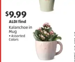 Aldi Kalanchoe in Mug offer