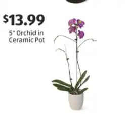 Aldi 5 Orchid in Ceramic Pot offer
