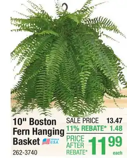 Menards 10 Boston Fern Hanging Basket offer