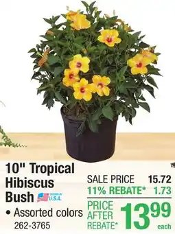 Menards 10 Tropical Hibiscus Bush offer