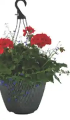 The Home Depot 12 Premier Hanging Basket offer
