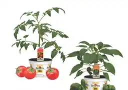 The Home Depot 6 Vegetables & Herbs offer