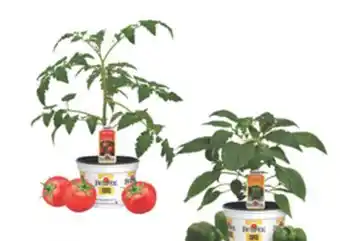 The Home Depot 6 Vegetables & Herbs offer