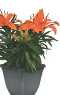 The Home Depot 11 Asiatic Lily Planter offer