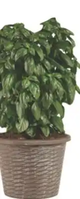The Home Depot BONNIE #8 Harvest Select offer