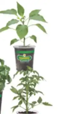 The Home Depot BONNIE 4 5 Vegetables & Herbs offer