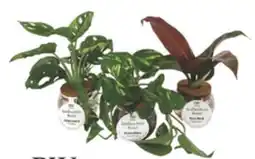 The Home Depot PROVEN WINNERS H2O Bowls plants offer