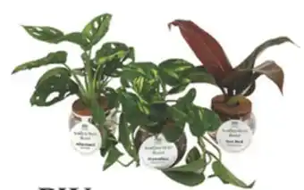 The Home Depot PROVEN WINNERS H2O Bowls plants offer