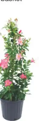 The Home Depot 10 Decorative Hibiscus or Mandevilla tropical offer