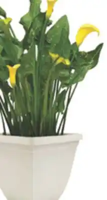 The Home Depot Calla Lily Patio-ready perennials in a decorative container offer