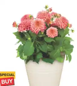 The Home Depot 8 Winchester Annual Planter offer