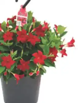 The Home Depot RIO #10 Hanging Basket offer