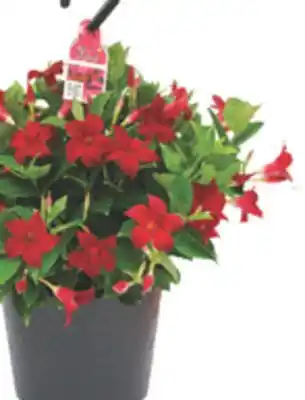 The Home Depot RIO #10 Hanging Basket offer