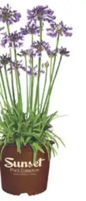 The Home Depot SUNSET 8 Select Premium Shrubs offer