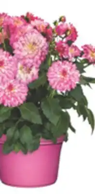 The Home Depot Capello Annual Planter offer