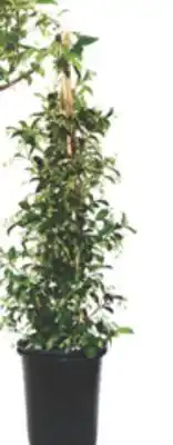 The Home Depot 5-Gallon Bush or Staked Star Jasmine offer