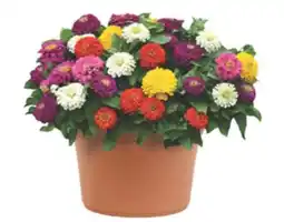 The Home Depot 14 Terra Nova Annual Planter offer