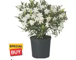 The Home Depot 5- Gallon Gardenia Flowering fragrant shrub offer