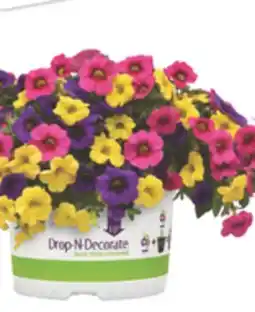 The Home Depot 10 Drop-N-Decorate Annuals offer