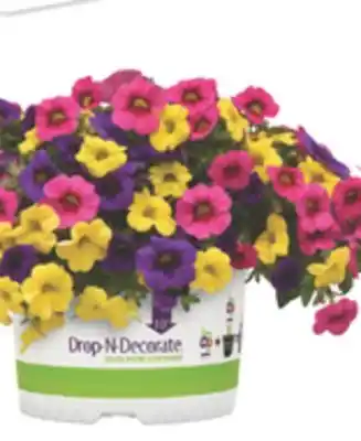 The Home Depot 10 Drop-N-Decorate Annuals offer