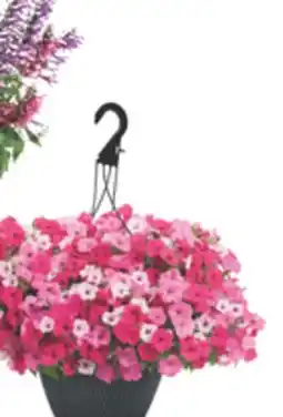 The Home Depot PROVEN WINNERS 12 Premium Annual Hanging Basket or Planter offer