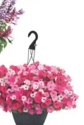 The Home Depot PROVEN WINNERS 12 Premium Annual Hanging Basket or Planter offer