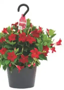 The Home Depot RIO #10 Dipladenia Hanging Basket offer