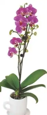 The Home Depot 3 Orchid in Bella Ceramic Teacup offer