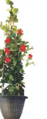 The Home Depot 13 Mandevilla Decorative Planter offer