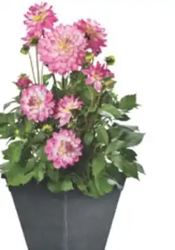 The Home Depot 10 Select Dahlia Planter offer