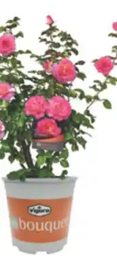 The Home Depot VIGORO EXCLUSIVE Rose Series offer