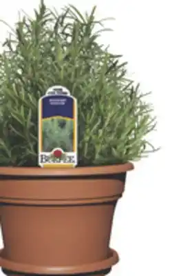 The Home Depot BURPEE #6 Capello Herbs offer