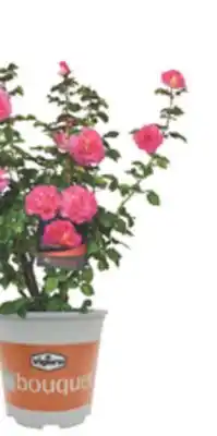 The Home Depot VIGORO Beautiful vibrant flowering roses offer