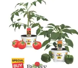The Home Depot BURPEE 2-Quart Vegetables offer