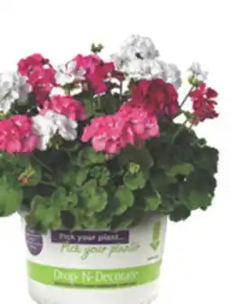 The Home Depot VIGORO 10 Drop-N-Decorate offer