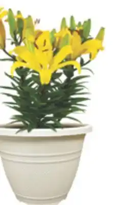 The Home Depot 11 Asiatic Planter offer
