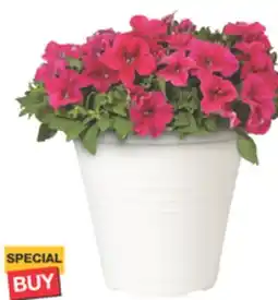 The Home Depot 8 Decorative Annuals offer
