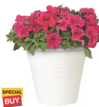 The Home Depot 8 Decorative Annuals offer